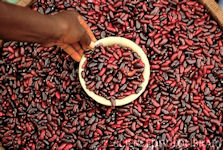 Red Kidney Beans